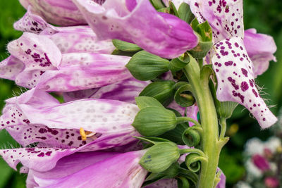 Close-up of pink flowering plant