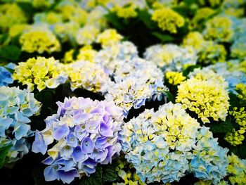 Close-up of purple flowering plants