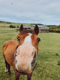 Horse in a field