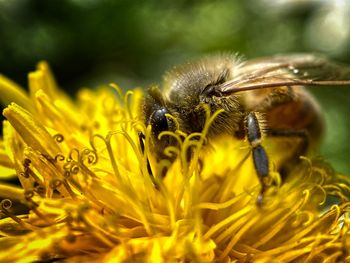 Close-up of bee pollinating on flower