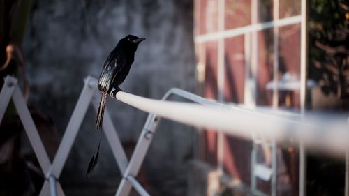 Close-up of bird perching on metal
