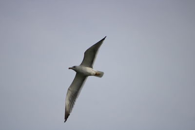 Low angle view of seagull flying against clear sky