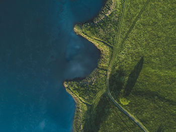 High angle view of plant on land