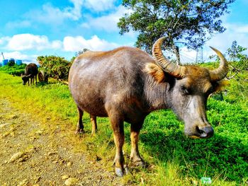 Side view of buffalo standing on grassy field against sky during sunny day