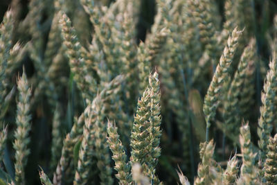 Close-up of plants on field 