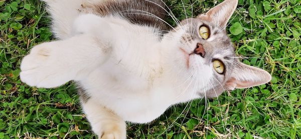 Close-up of cat on grassy field