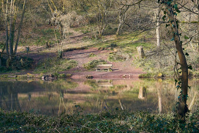 Scenic view of lake in forest