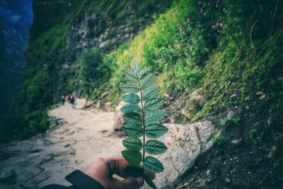 Person holding umbrella on land