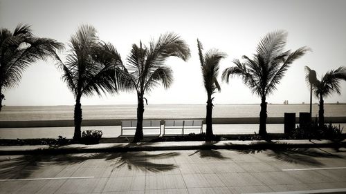 Palm trees on beach against clear sky