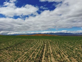 Scenic view of agricultural field against sky