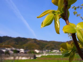 Close-up of yellow flower blooming against sky