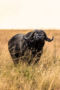 Portrait of black dog on field