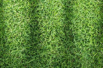 Full frame shot of grass on field