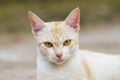 Close-up portrait of cat against blurred background