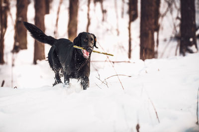 Black dog running in snow