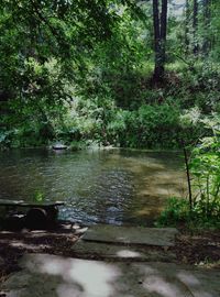 View of lake in forest