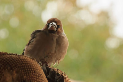 Close-up of bird perching outdoors