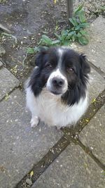 High angle portrait of dog standing outdoors
