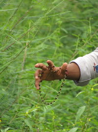 Hand holding plant on field