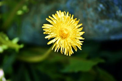 Close-up of yellow flower against blurred background