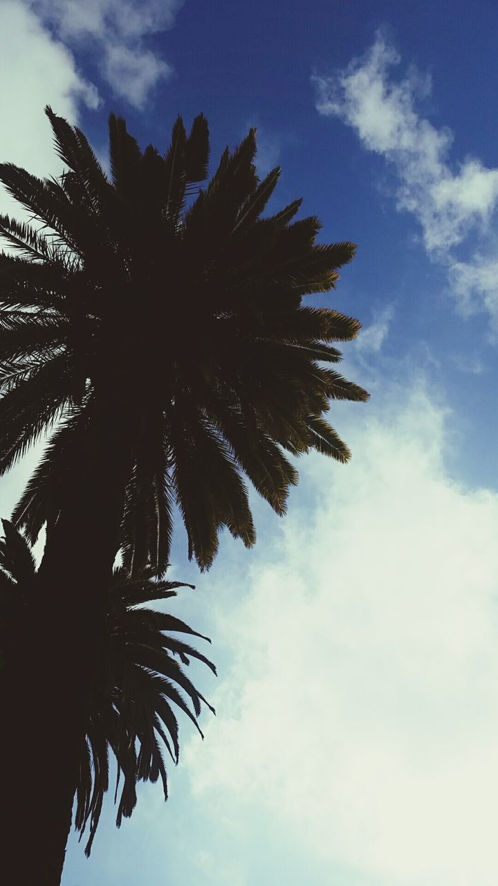 low angle view, sky, palm tree, tree, growth, cloud - sky, nature, beauty in nature, tranquility, cloud, branch, silhouette, day, outdoors, no people, leaf, cloudy, scenics, blue, sunlight