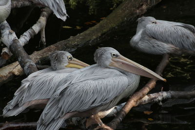 Close-up of pelicanc perching on wood