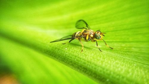 Close-up of insect on leaf