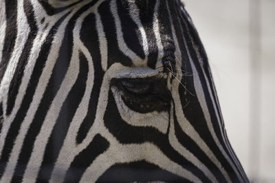 Close-up of a zebra