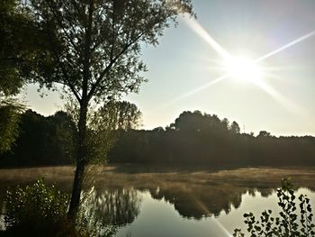 Reflection of trees in calm lake