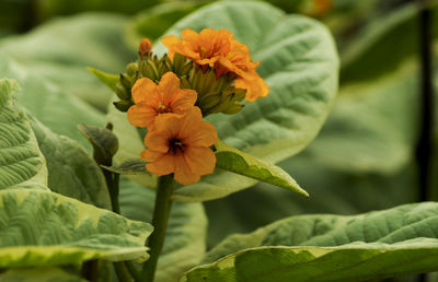 Close-up of orange flowers