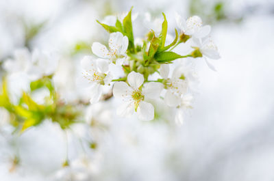 Close-up of white cherry blossom plant