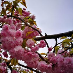 Close-up of pink flowers on branch