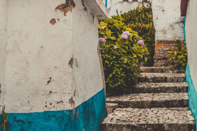 Potted plant against wall