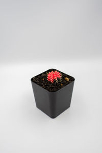 Close-up of cake against white background