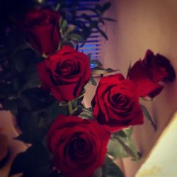 Close-up of red roses