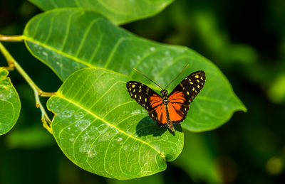 Close-up of butterfly on leaves