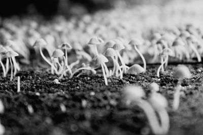 Close-up of plants growing on field
