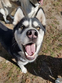 Close-up portrait of a dog