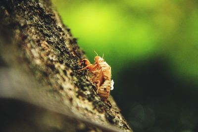 Close-up of insect on leaf