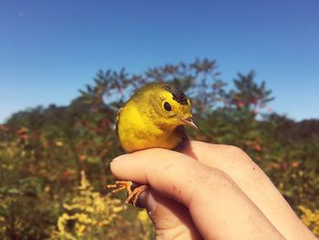 Close-up of a hand holding small bird