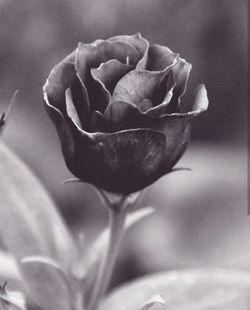 Close-up of rose blooming outdoors