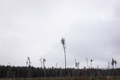 Plants growing on land against sky