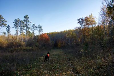 Rear view of man walking on forest during autumn