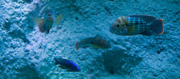 Close-up of fish swimming in tank aquarium