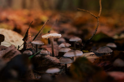 Close-up of mushrooms growing on field