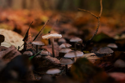 Close-up of mushrooms growing on field