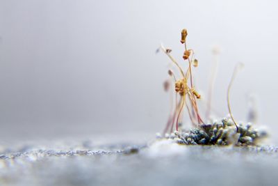 Close-up of insect on flower