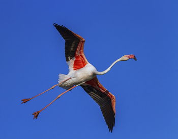 Pink flaming flying in deep blue sky, camargue, france