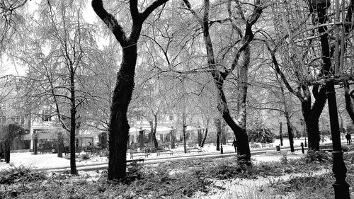 Bare trees in park