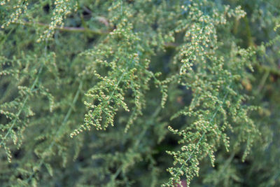 Close-up of fresh green plant